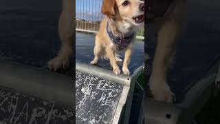 Kokoni Dog loves Skate Parks skatergirl kokoni fearless [upl. by Harland]