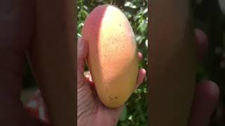 Summers Delight growing ValenciaPride mangoes harvesting floridagardening garden foodforest [upl. by Jeff818]