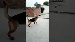 vailpuna songgermanshepherd sunnydeol si body trendingshorts viral [upl. by Hogan660]