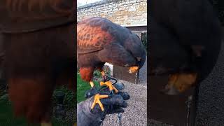 BEAUTIFUL HARRIS HAWK IN AUTUMNAL SUNSET GLOW [upl. by Tien]