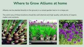 Week 18 Alliums Growing Guide English [upl. by Lodovico]