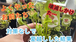 壊滅寸前・・・ハエトリソウを夏対策せずに越した結果・・・食虫植物 [upl. by Inoue]