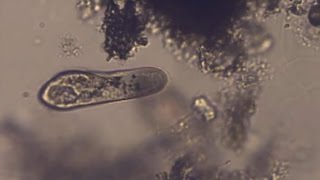 Paramecium caudatum  Untersuchung [upl. by Eluk]