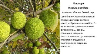 Маклюра адамово яблоко Польза и противопоказания Рецепты народной медицины применение [upl. by Torr]