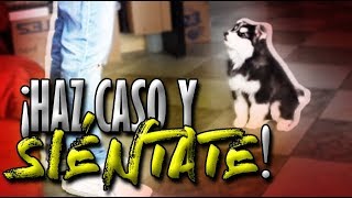 Cómo EMPEZAR a entrenar a mi perrocachorro y a sentarse  Adiestramiento Canino  MartGon [upl. by Oliy]