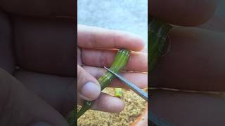 cutting orchid branches for propagation garden orchid plants farm [upl. by Iem483]