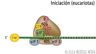 Traducción Eucariota – Síntesis de Proteínas Alila Medical Media Español [upl. by Accisej]