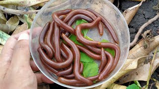 HUNTING MILLIPEDE  Hunting Giant Millipede Luwing Wow Its Exciting to Get Many Millipede Animals [upl. by Etak215]