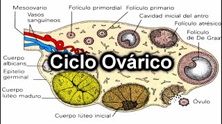 Ciclo Ovárico  Documental de Embriología [upl. by Anaejer475]