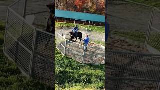 Braking system love vilog horsepower horseshowlife 2024 [upl. by Abner]