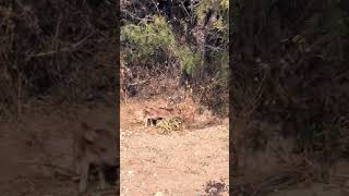 Baby Javelina Reds nature animal wildlife newmexico desert [upl. by Gord]