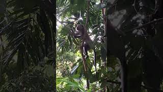 Amazing and Active Monkey Admiring the Nature View shortvideo wildlife primate thomsonnaturepark [upl. by Yllak]