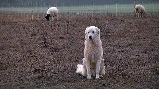 Privater Herdenschutz Hunde wachen über Schafe [upl. by Goldner]