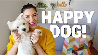 How to make your Westie happy  TOP 5 THINGS THEY LOVE ❤️ [upl. by Ossy910]