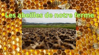 Les abeilles de notre ferme [upl. by Dalpe]