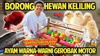 BORONG PEDAGANG HEWAN KELILING PAKE GEROBAK MOTOR AYAM WARNAWARNI amp IKAN KITA BUNGKUS SEMUANYA [upl. by Moitoso]