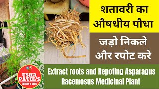 Shatavari Asparagus racemosus Medicinal Plant  Extract Root and Repoting I शतावरी का औषधीय पौधा [upl. by Brackett420]