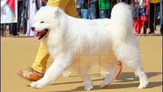 The Best Ever Samoyed Dog In India Ever MBISRussChIndChLapaazora Zatmenie Solntsa HOLLYWOOD🥇 [upl. by Gwenora707]