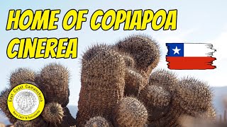 Searching for the most famous Copiapoa cactus species 🌵 [upl. by Dias]