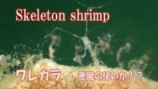 ワレカラ 悪魔の使者か！ Skeleton shrimp [upl. by Andonis]