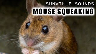 1 Hour of Mouse Squeaking  Animal Sounds with Peter Baeten [upl. by Hartzel105]