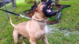 Beastly dog eats water sprayed from a garden hose 60fps [upl. by Balac]