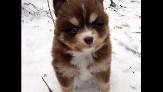 Pomsky Puppies Eating Snow So Cute [upl. by Enytsirhc]