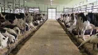 Reducing emissions in dairy barns [upl. by Akimehs370]