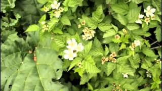 How to Grow Garden Blackberries and Boysenberries with the California Gardener [upl. by Om105]