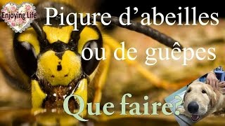 PIQÛRE DE GUÊPE OU ABEILLE QUE FAIRE Spécial chien ✿ Enjoying Life [upl. by Zara]