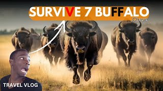 WILL I SURVIVE 7 BUFFALOS 😮 [upl. by Reidid101]