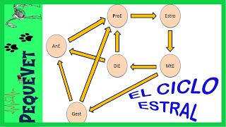 El CICLO ESTRAL en las hembras domésticas 🌼 [upl. by Cary]