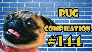 Pug Compilation 144  Funny Dogs but only Pug Videos  Instapug [upl. by Ettennor]