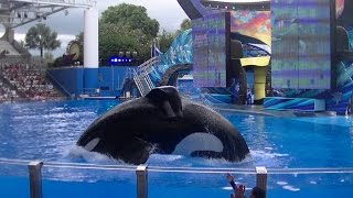 One Ocean with Tilikum  Aug 15 2015  SeaWorld Orlando [upl. by Chellman]