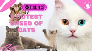 5 of the cutest cat breeds known for their charming looks and affectionate personalities [upl. by Akihdar]