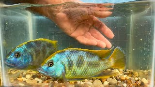 Nimbochromis venustus • Update • [upl. by Brian]