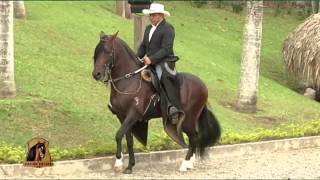 Caballo Paso Fino  Concierto de los Angeles  TvAgro por Juan Gonzalo Angel [upl. by Tomlin]