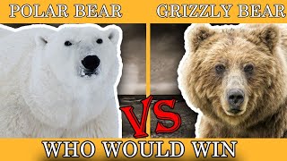 polar bear vs grizzly bear who would win  polar bear vs grizzly bear size comparison  wildlife [upl. by Halimaj]