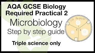 AQA Biology Practical 2 Microbiology Walkthrough  Method  Exam Help [upl. by Ueihtam123]