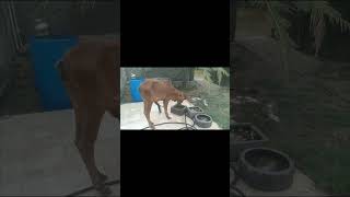 Chronic Neuronal Necrosis treatment cure gaushala gaumata veterinary drjayeshjadav saveanimals [upl. by Reimer]