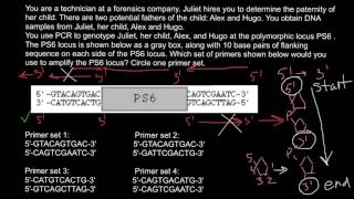 How to Design Primers [upl. by Ahtnammas817]