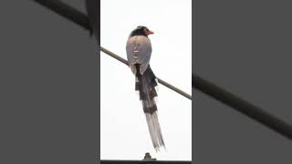 Redbilled Blue Magpie Urocissa erythrorhyncha [upl. by Christoffer390]