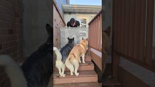 Product Demonstration 55 Retractable Dog Gate [upl. by Tabbi411]