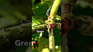 Organic Gardening HACK What to Do Instead of Killing Aphids in Your Garden aphids organicgarden [upl. by Axia778]