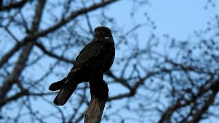 Savanna Nightjar Caprimulgus affinis Calling [upl. by Rosemare]