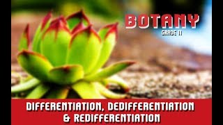 Differentiation Dedifferentiation amp Redifferentiation  Section 4 [upl. by Novehc4]