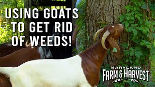 Using Goats to Get Rid of Weeds  Maryland Farm amp Harvest [upl. by Helga]