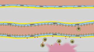 3 7 Leukocyte Rolling [upl. by Kciredorb775]