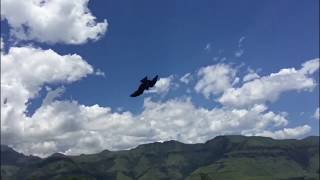 Yellowbilled Kite [upl. by Ahtrim]