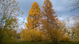 20231007 Deep warm autumn 14C Bratsk Siberia Russia [upl. by Jarek]